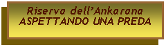 Casella di testo: Riserva dellAnkaranaASPETTANDO UNA PREDA